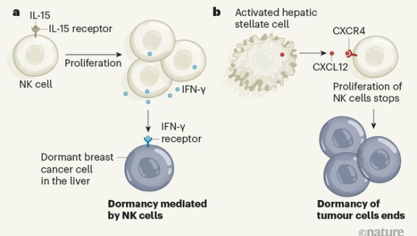 Subversion(SVN)迁移指南:从老旧版本控制系统过渡到 Git 的 5 个步骤-润格副业网-每天分享热门副业赚钱项目